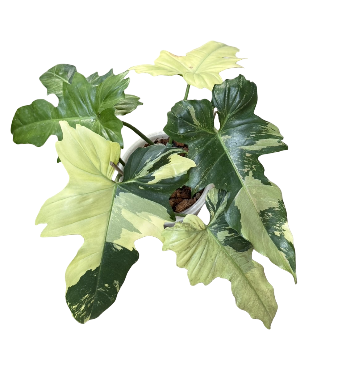 Philodendron ‘Golden Dragon’ Mint Variegated