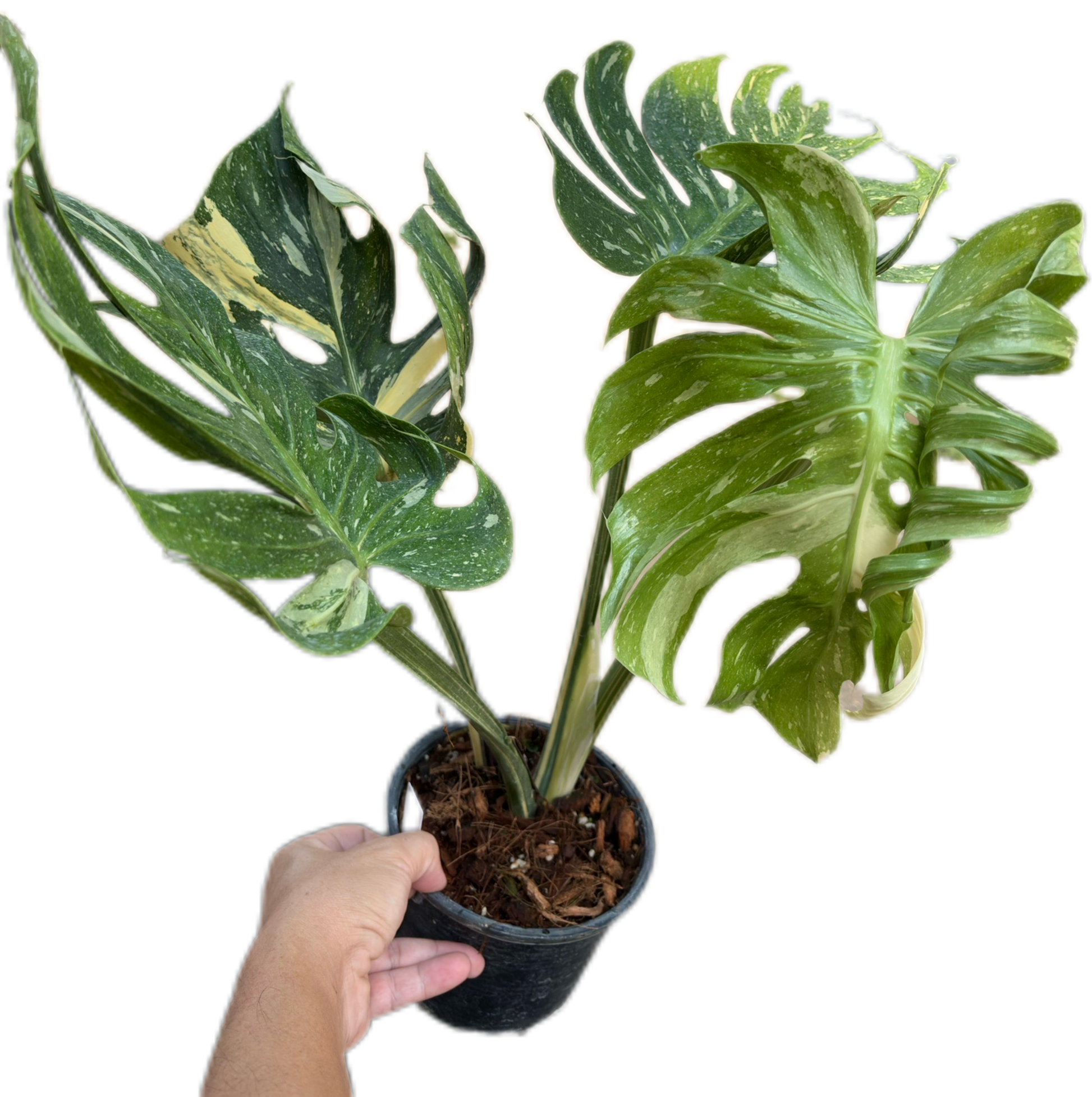 Rare Monstera Deliciosa “Medusa”