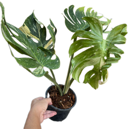 Rare Monstera Deliciosa “Medusa”