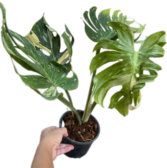 Rare Monstera Deliciosa “Medusa”