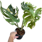Rare Monstera Deliciosa “Medusa”