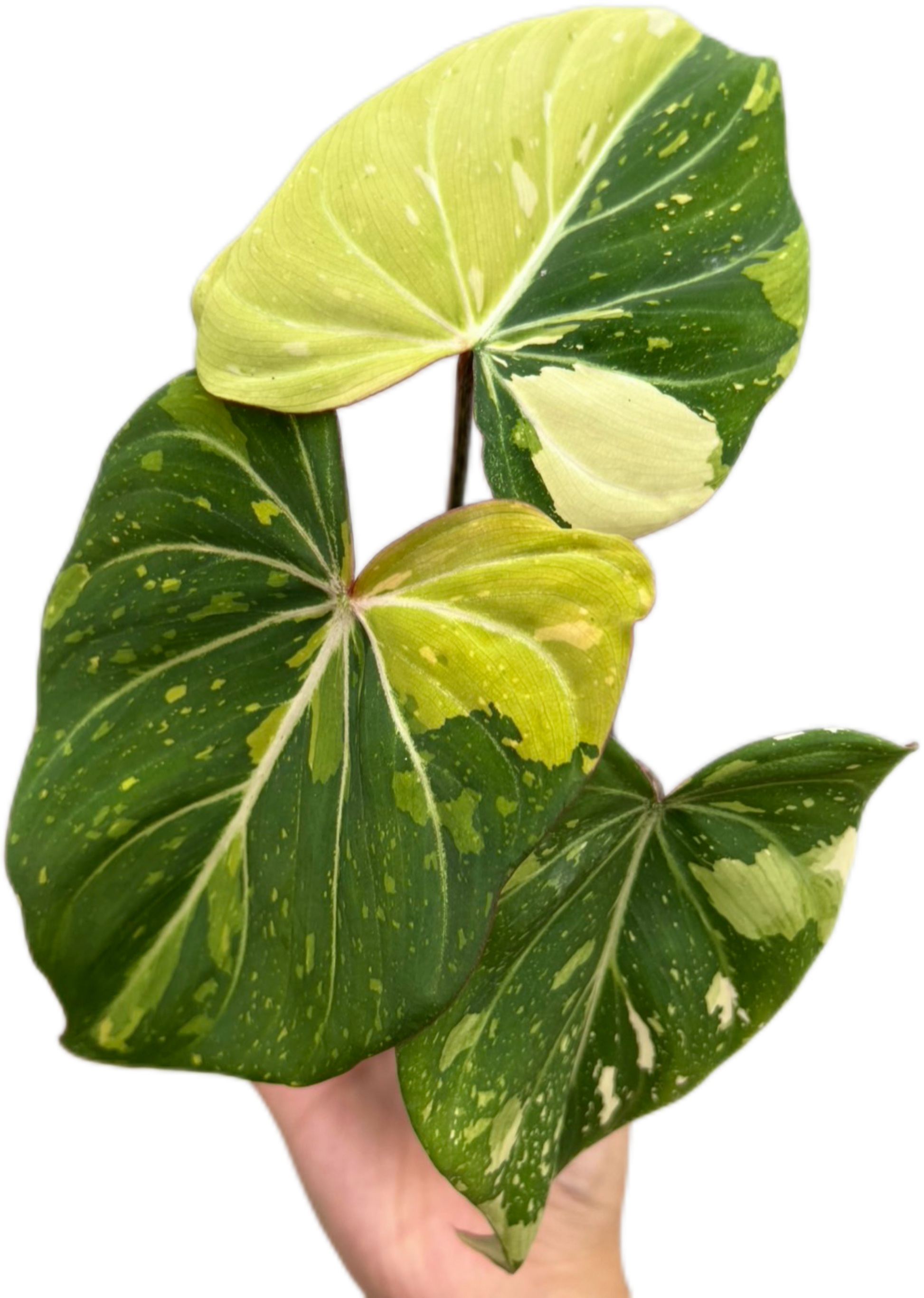 Philodendron Gloriosum Tricolor Variegated