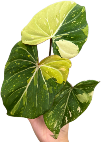 Philodendron Gloriosum Tricolor Variegated