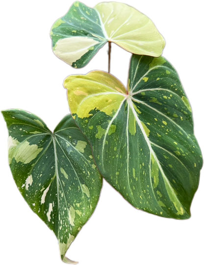 Philodendron Gloriosum Tricolor Variegated