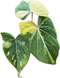 Philodendron Gloriosum Tricolor Variegated
