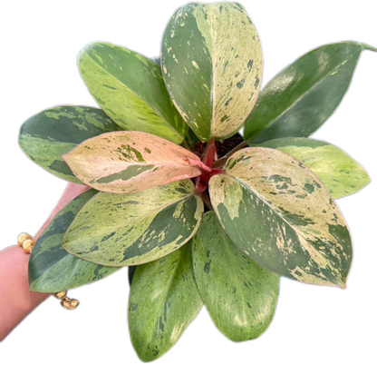 Philodendron Congo Dwarf Variegated (Big Size) Set of 5 Plants