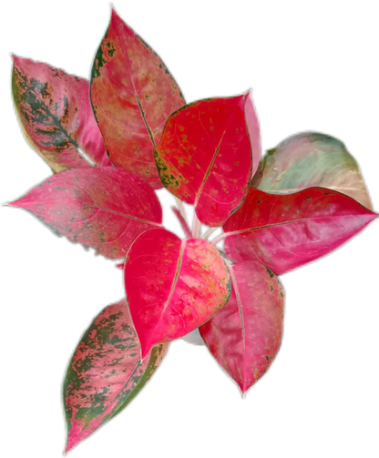 Aglaonema Kochin (Cochin) Orange– Wholesale Set of 10 Plants