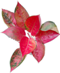 Aglaonema Kochin (Cochin) Orange– Wholesale Set of 10 Plants