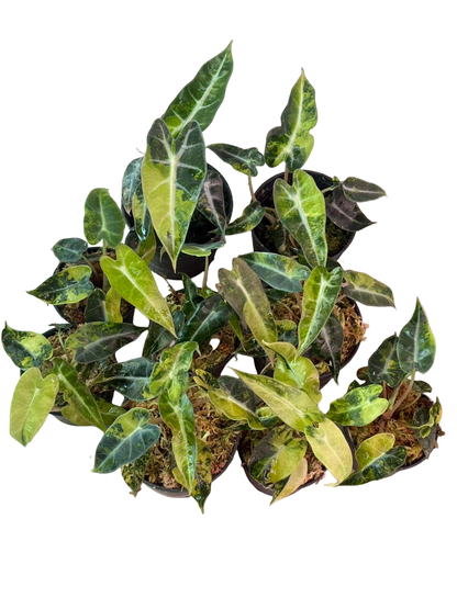 Alocasia Bambino Aurea Variegated Set of 10 plants