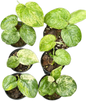 Scindapsus Salakanagara (Silver Dark Splash) Set of 5 Plants Wholesale