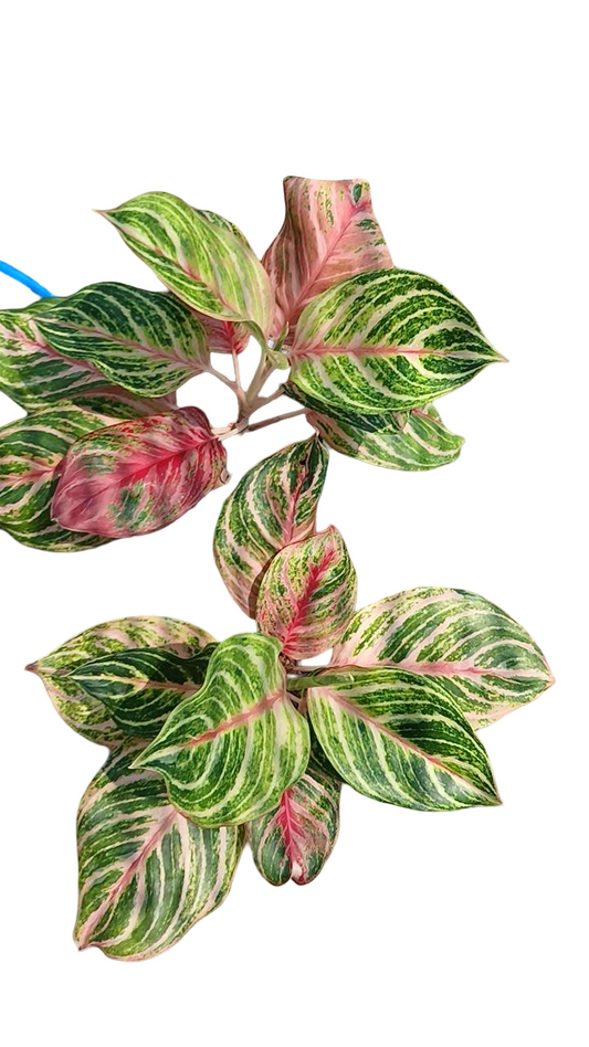 Aglaonema ‘Dragonflies’ Variegated | Wholesale Set of 10 Plants