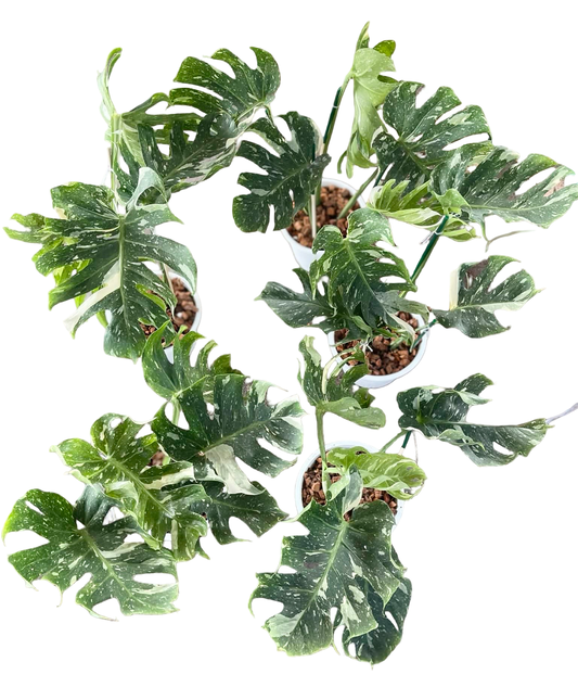 Monstera deliciosa “Dragon Bone” Rare Variegated | Selected Plants