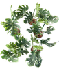 Monstera deliciosa “Rib Cage” Rare Variegated | Selected Plants