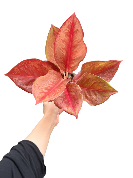Aglaonema “Pink Apollo” — Set of 5 Plants