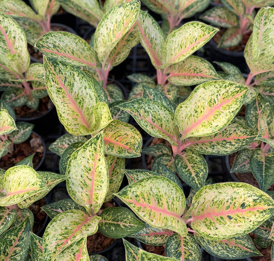 Aglaonema ‘30 Karat’ Variegated | Wholesale Set of 5 Plants