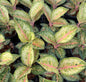 Aglaonema ‘30 Karat’ Variegated | Wholesale Set of 5 Plants