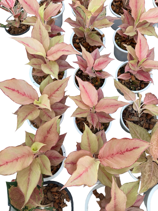 Aglaonema ‘Pink Unicorn’ | Wholesale Set of 5 Plants