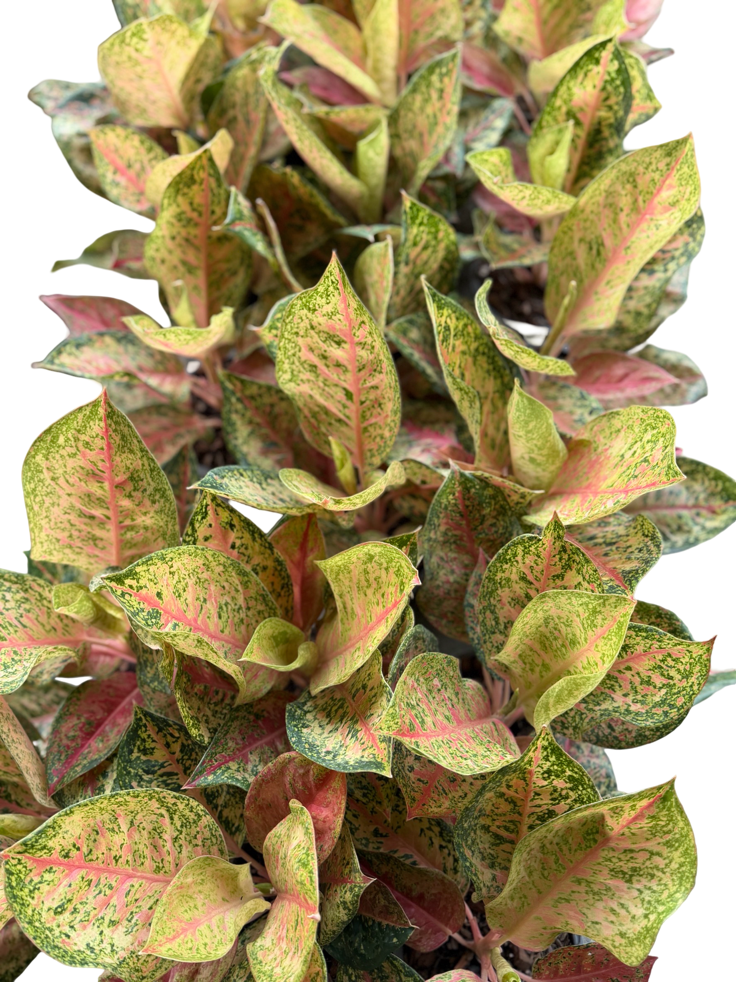 Aglaonema ‘New Karat’ | Wholesale Set of 10 Plants