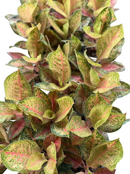 Aglaonema ‘New Karat’ | Wholesale Set of 10 Plants