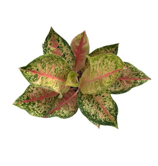 Aglaonema ‘New Karat’ | Wholesale Set of 10 Plants