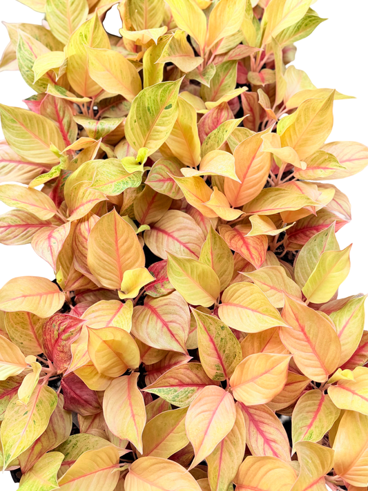Aglaonema ‘Robert’ | Wholesale Set of 5 Plants
