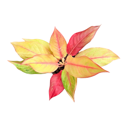 Aglaonema ‘Yellow Delight’ | Wholesale Set of 10 Plants