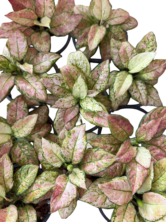 Aglaonema Multicolor | Wholesale Set of 5 Plants