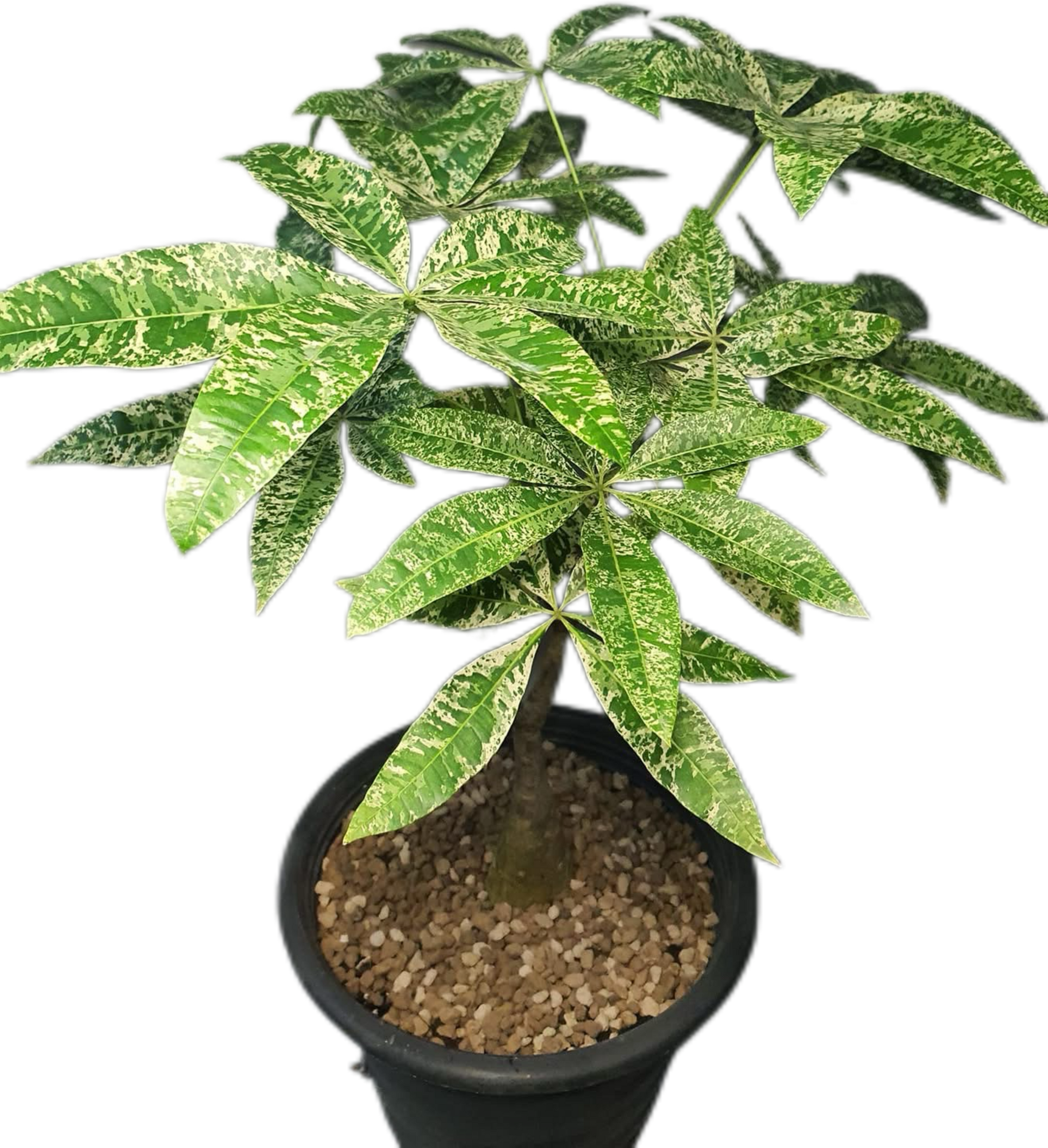 variegated money plant Buy Scindapsus Rubicon Aurea – Set of 3