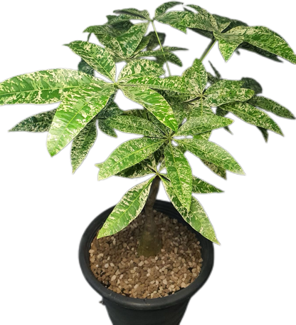 Pachira Aquatica (Money Tree) Variegated Set of 5 Plants Wholesale