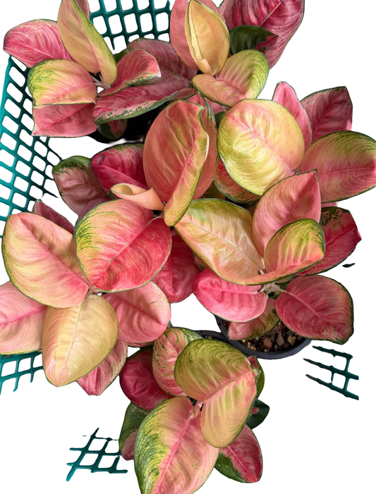 Aglaonema Pink Lotus | Wholesale Set of 3 Plants