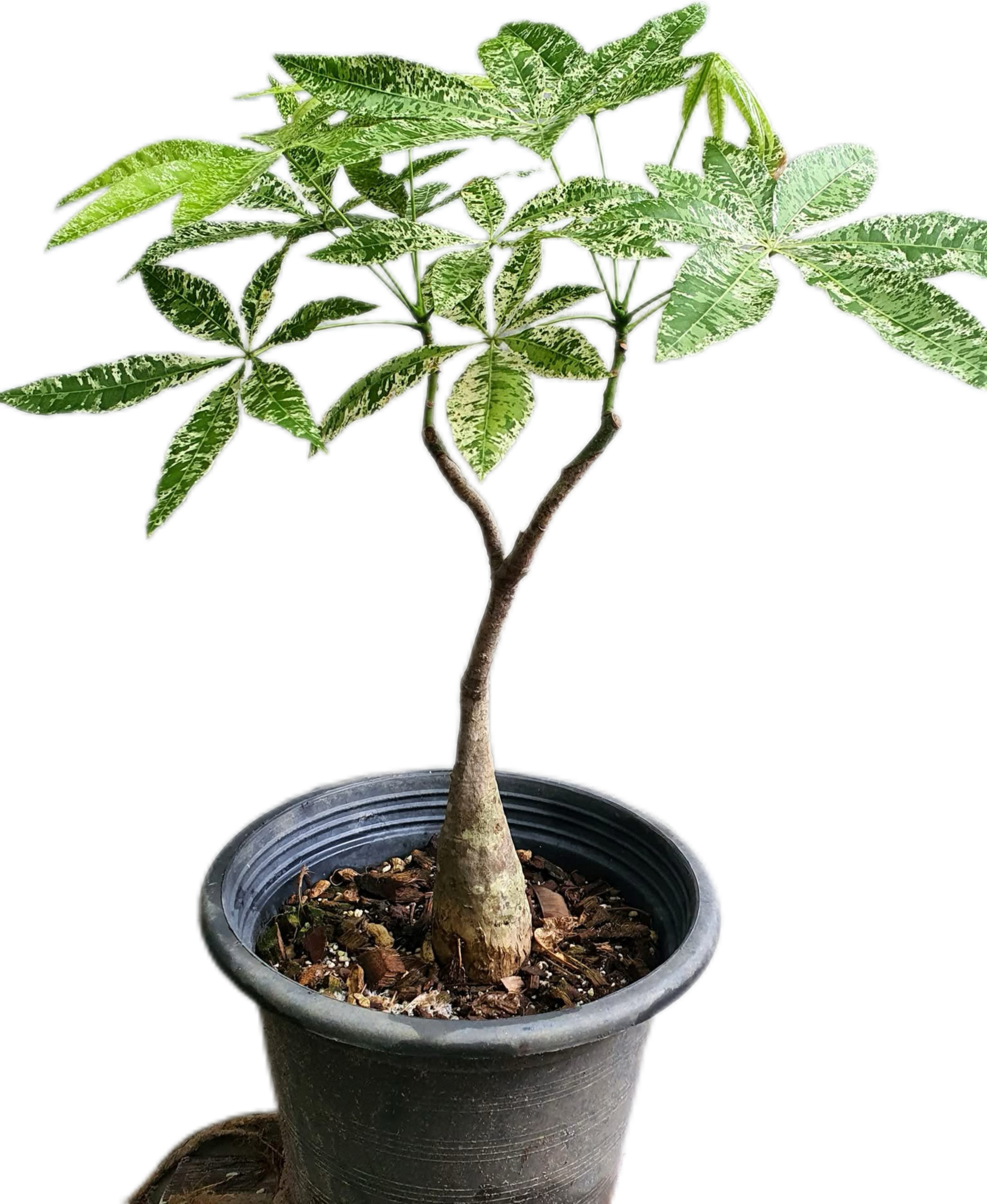 salem money plant Buy Scindapsus Rubicon Aurea – Set of 3