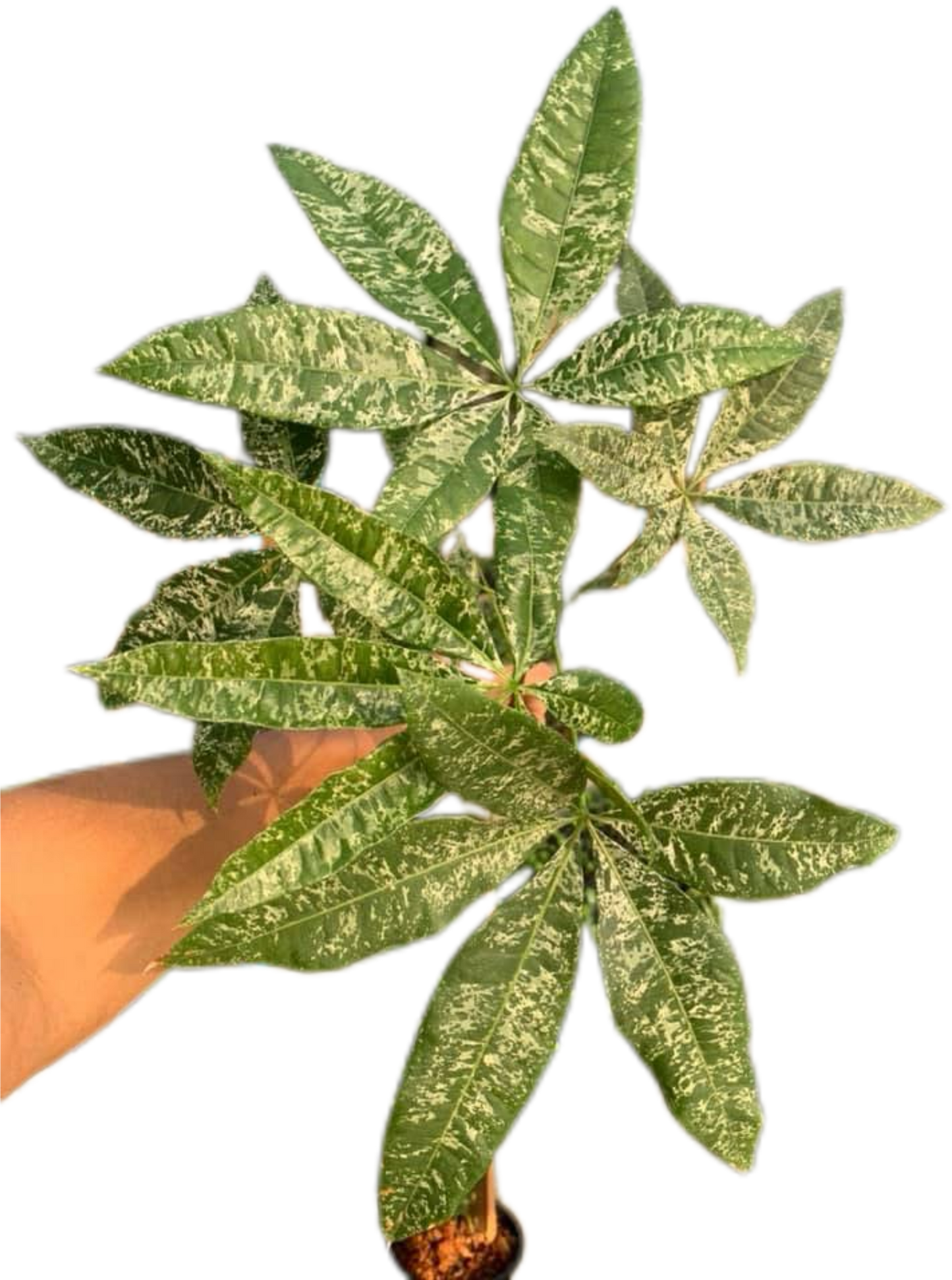 Pachira Aquatica (Money Tree) Variegated Set of 5 Plants Wholesale