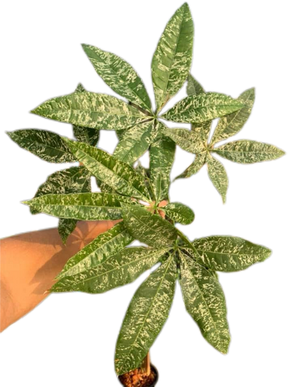 Pachira Aquatica (Money Tree) Variegated Set of 5 Plants Wholesale