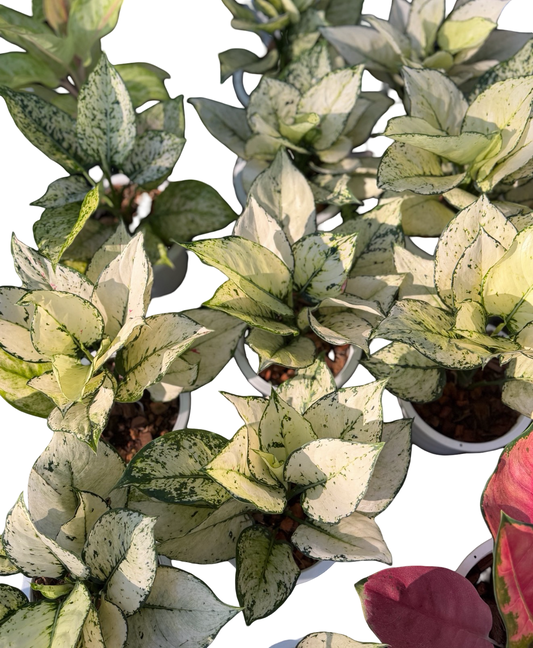 Aglaonema White Kamfah | Wholesale Set of 5 Plants