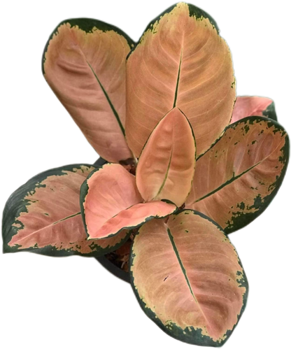 Aglaonema “Starbucks” | Set of 5 Plants