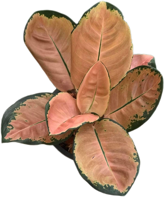 Aglaonema “Starbucks” | Set of 5 Plants