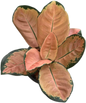 Aglaonema “Starbucks” | Set of 5 Plants