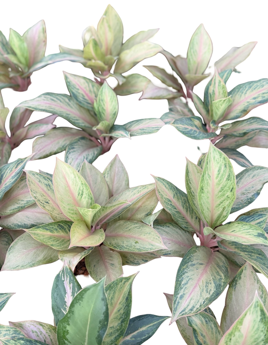 Aglaonema Pamela | Wholesale Set of 5 Plants
