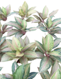 Aglaonema Pamela | Wholesale Set of 5 Plants