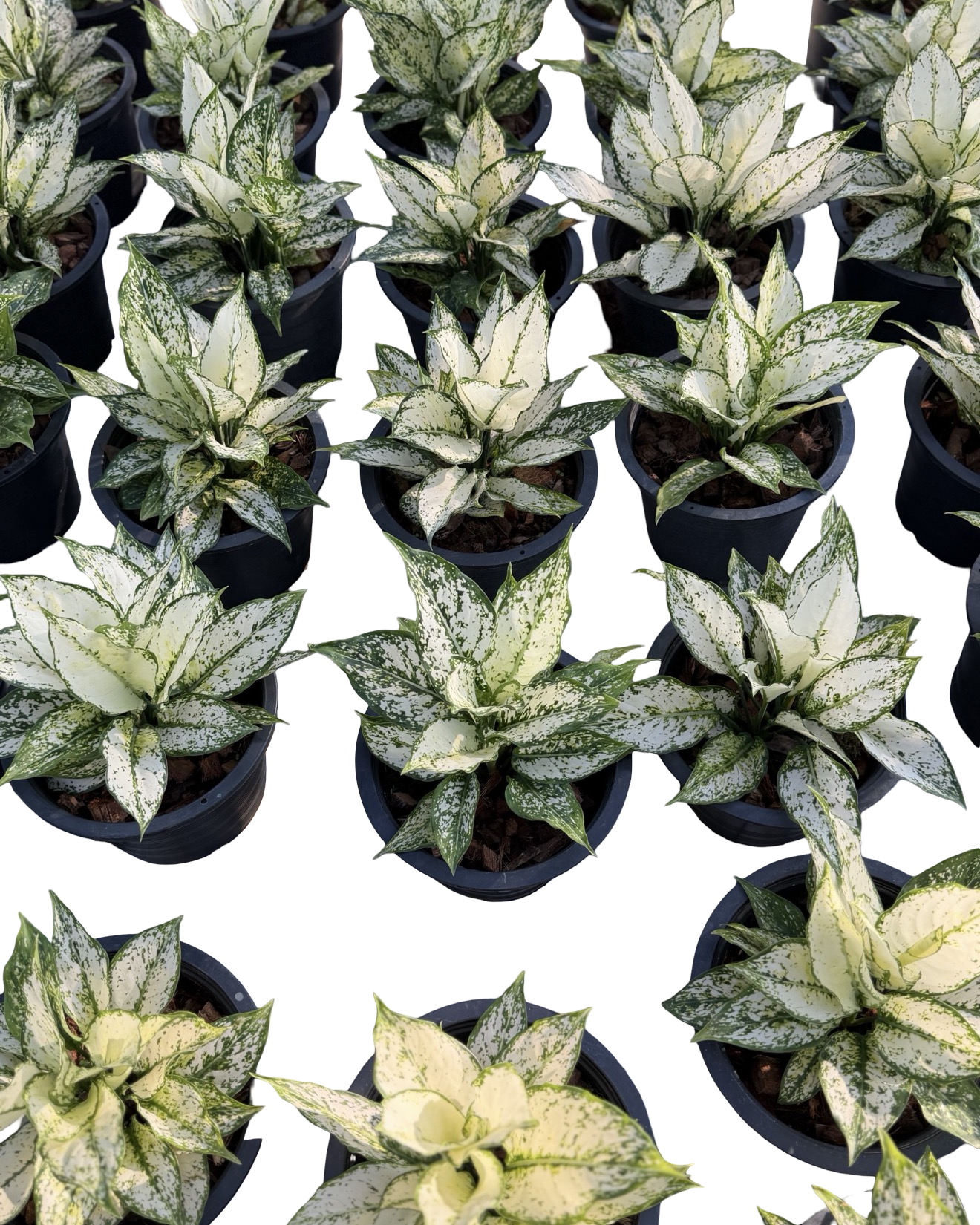 Aglaonema Super White Paragon | 2 Plants per Pot | Wholesale Set of 10
