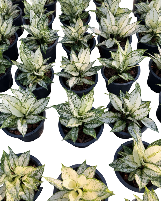 Aglaonema Super White Paragon | 2 Plants per Pot | Wholesale Set of 10