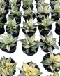 Aglaonema Super White Paragon | 2 Plants per Pot | Wholesale Set of 10