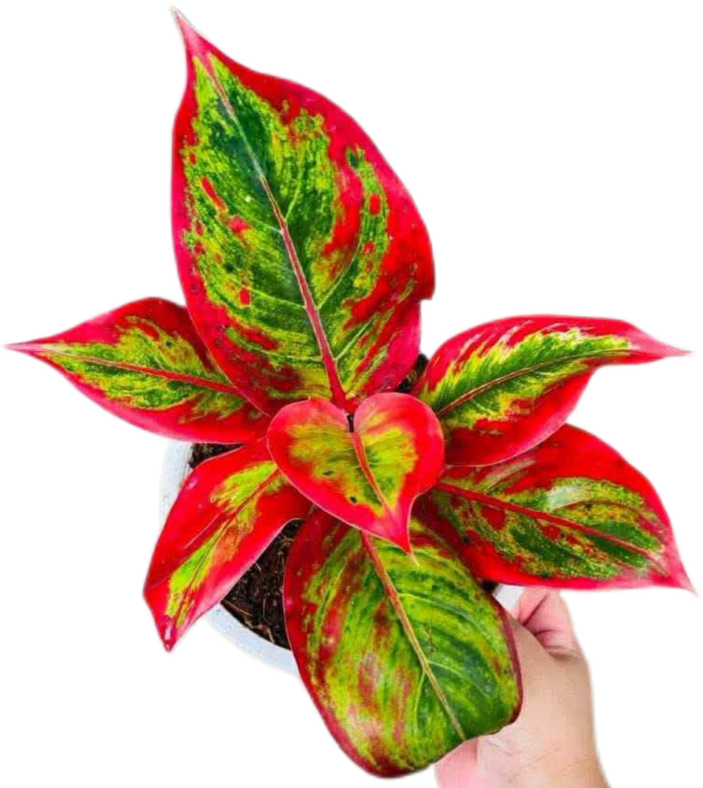 Aglaonema “Lipstick” Wholesale Set of 5 Plants