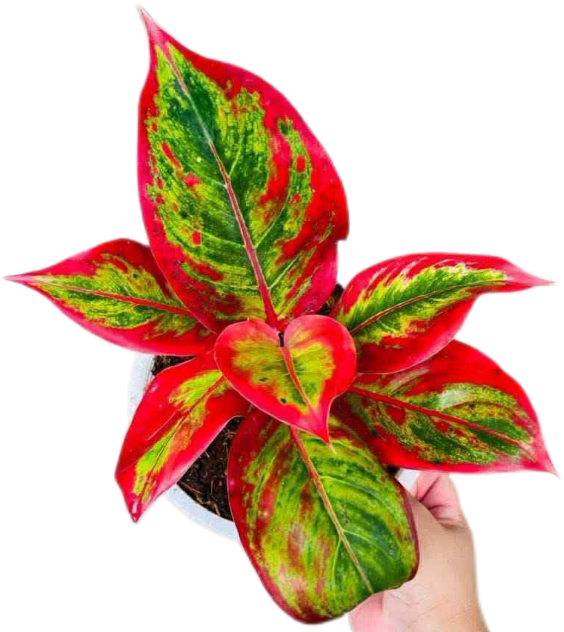 Aglaonema “Lipstick” Wholesale Set of 5 Plants