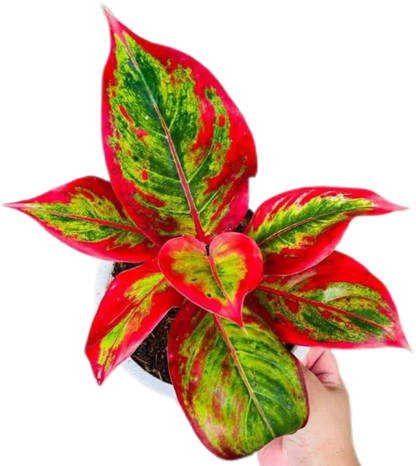 Aglaonema “Lipstick” Wholesale Set of 5 Plants