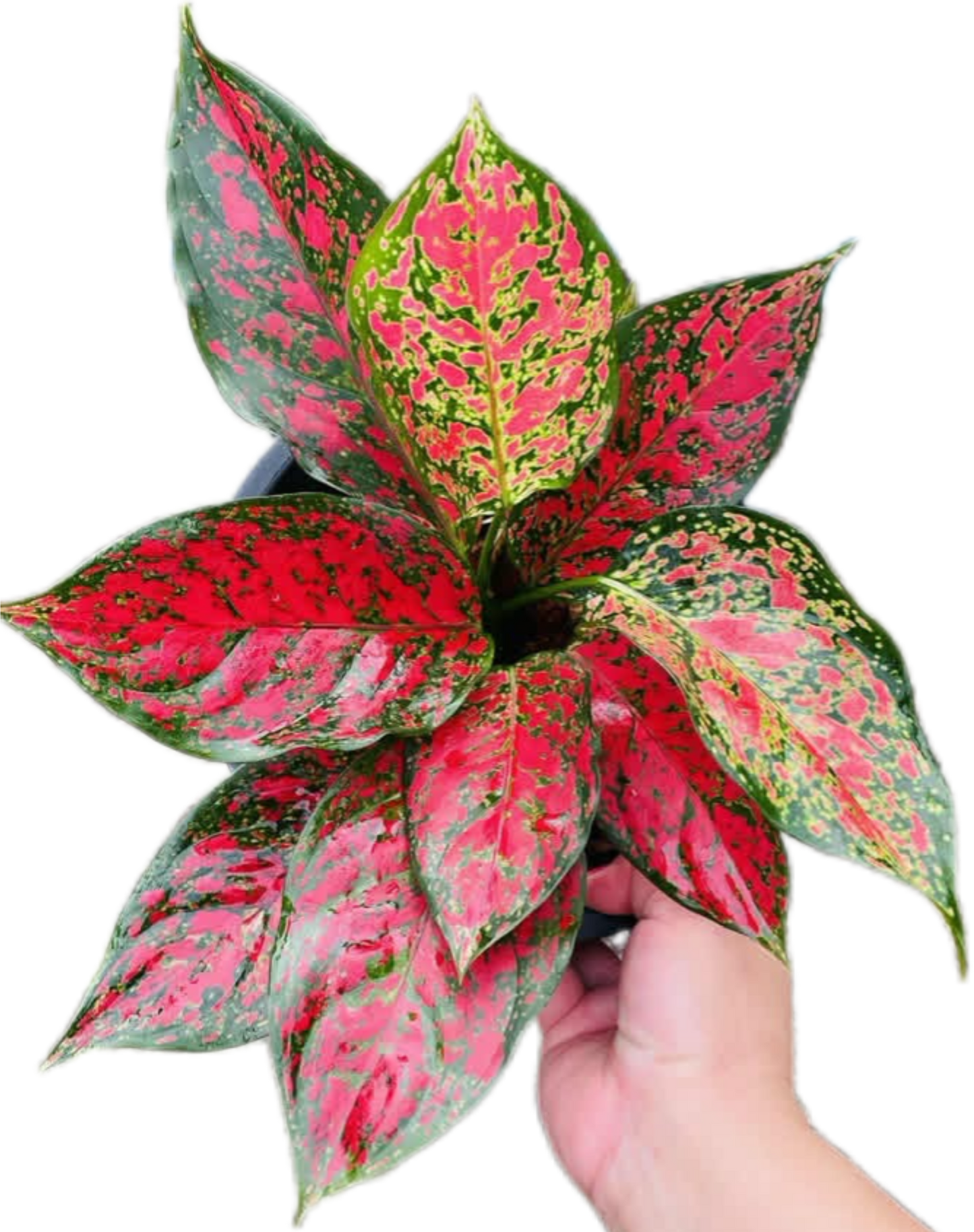 Aglaonema “Daeng Mongkol” (Red Lucky Aglaonema) Wholesale Set of 10 Plants