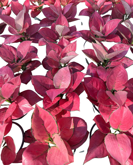 Aglaonema Pink Kumfah | Wholesale Set of 10 Plants