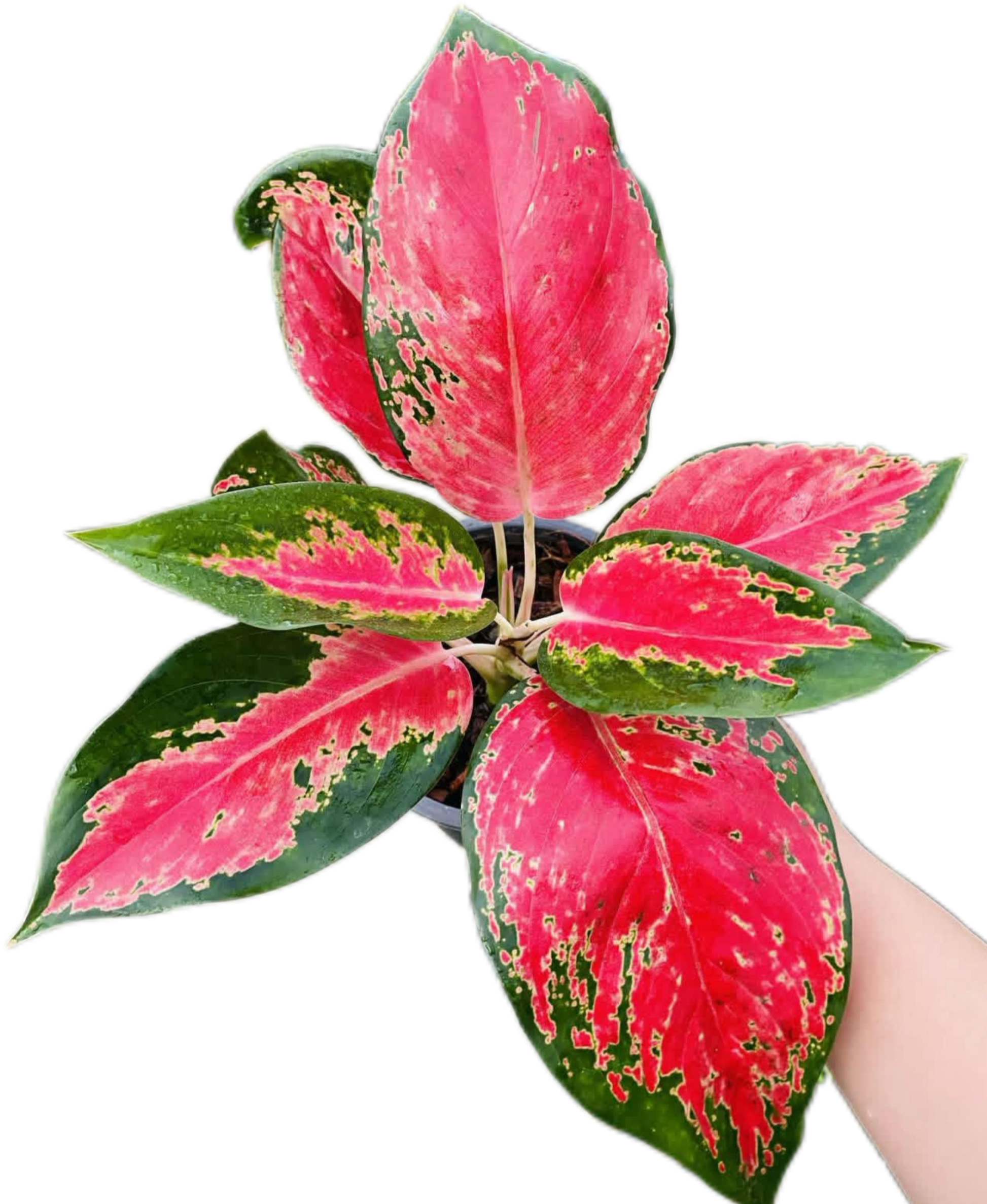Aglaonema “Chang Daeng” Wholesale Set of 10 Plants