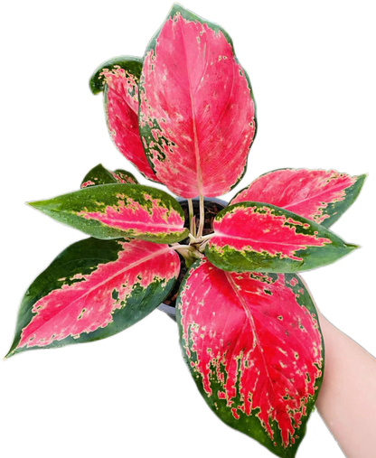 Aglaonema “Chang Daeng” Wholesale Set of 10 Plants