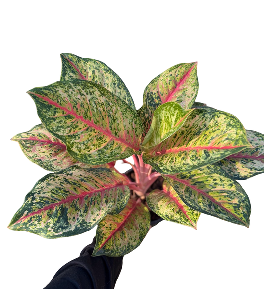 Aglaonema Giant 10 Karat | Wholesale Set of 10 Plants